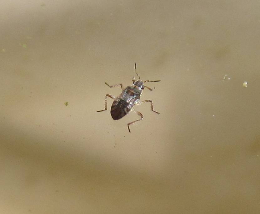 Veliidae:Microvelia pygmaea - Izmir (Turchia)